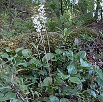 Pyrola rotundifolia (gruszyczka okrągłolistna)