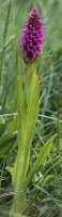 Dactylorhiza incarnata ssp. incarnata (kukułka krwista typowa)