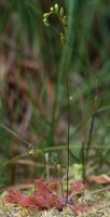 Drosera rotundifolia (rosiczka okrągłolistna)