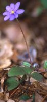 Hepatica nobilis (przylaszczka pospolita)