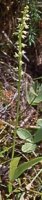 Herminium monorchis (miodokwiat krzyżowy)