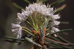 Ledum palustre (bagno zwyczajne)