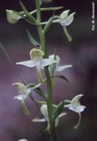 Platanthera chlorantha (podkolan zielonawy)