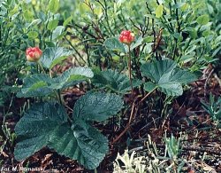 Rubus chamaemorus (malina moroszka)