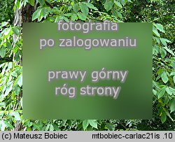 Carya laciniosa (orzesznik siedmiolistkowy)
