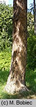 Pinus wallichiana (sosna himalajska)