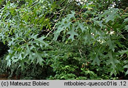 Quercus coccinea (dÄ…b szkarÅ‚atny)