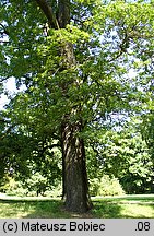 Quercus coccinea (dąb szkarłatny)