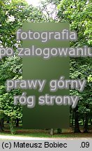 Sorbus torminalis (jarząb brekinia)