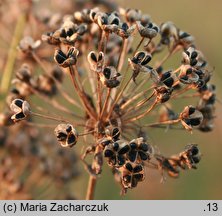 Allium angulosum (czosnek kątowaty)