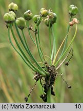 Allium ramosum (czosnek wonny)