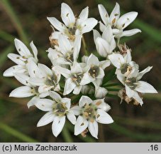 Allium ramosum (czosnek wonny)