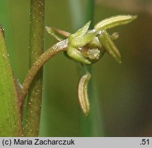 Scheuchzeria palustris (bagnica torfowa)