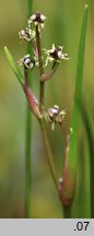 Scheuchzeria palustris (bagnica torfowa)