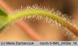 Potentilla micrantha (pięciornik drobnokwiatowy)