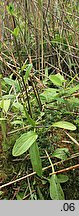 Swertia perennis ssp. perennis (niebielistka trwała typowa)
