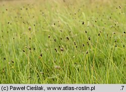sesleria błotna (Sesleria caerulea)