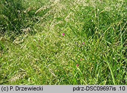 Lathyrus nissolia (groszek liściakowy)