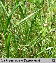Lathyrus nissolia (groszek liÅ›ciakowy)