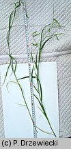 Lathyrus nissolia (groszek liÅ›ciakowy)