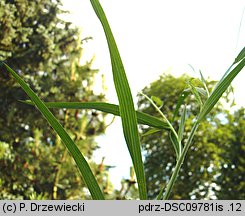 Lathyrus nissolia (groszek liściakowy)