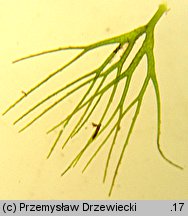 Ceratophyllum submersum (rogatek krÃ³tkoszyjkowy)