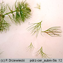 Ceratophyllum submersum (rogatek krÃ³tkoszyjkowy)