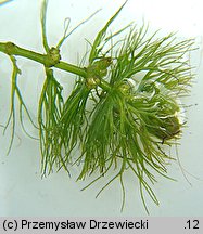 Ceratophyllum submersum (rogatek krótkoszyjkowy)