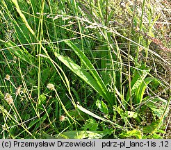 Plantago lanceolata (babka lancetowata)