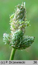 Plantago lanceolata (babka lancetowata)