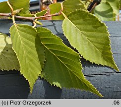 Betula utilis ssp. albosinensis (brzoza białochińska)