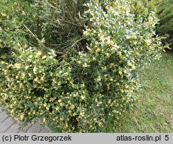 Buxus sempervirens (bukszpan wieczniezielony)