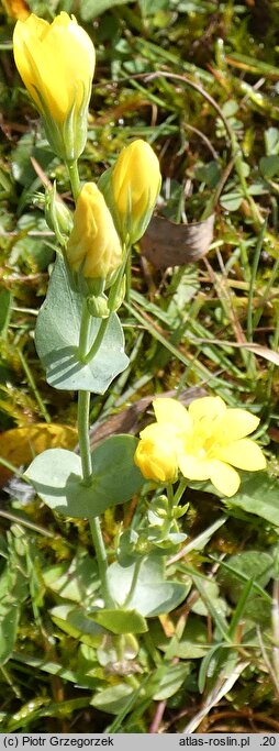 Blackstonia perfoliata