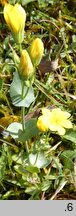 Blackstonia perfoliata