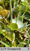 Blackstonia perfoliata