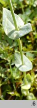 Blackstonia perfoliata