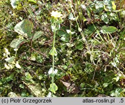 Blackstonia perfoliata