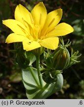 Blackstonia perfoliata