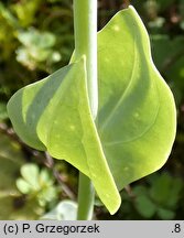 Blackstonia perfoliata