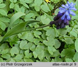 Muscari latifolium (szafirek szerokolistny)
