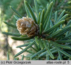 Picea sitchensis ‘WB’