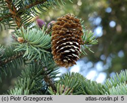 Picea sitchensis WB