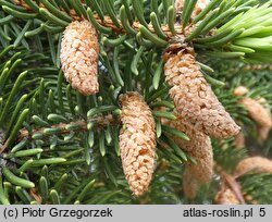 Picea sitchensis (świerk sitkajski)