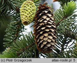 Picea sitchensis (świerk sitkajski)