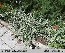 Helichrysum petiolare (kocanki włochate)