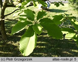 Magnolia obovata (magnolia szerokolistna)