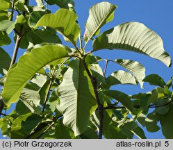 Magnolia obovata (magnolia szerokolistna)