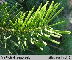 Abies holophylla (jodła mandżurska)