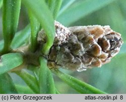 Abies holophylla (jodła mandżurska)