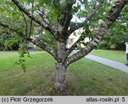Betula maximowiczii (brzoza Maksimowicza)